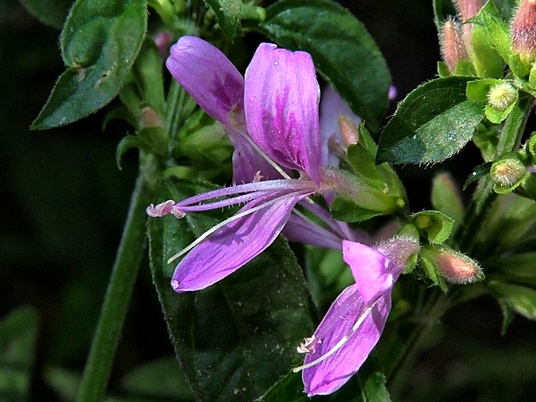 {Dicliptera brachiata}